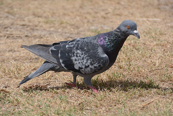 FELSENTAUBE, ROCK DOVE, COLUMBIA LIVIA