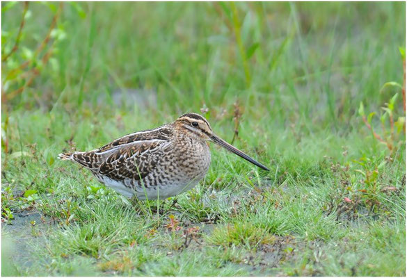 BEKASSINE, COMMON SNIPE, GALLINAGO GALLINAGO
