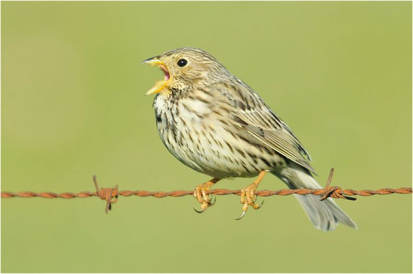 GRAUAMMER, CORN BUNTING, EMBERIZA CALANDRA