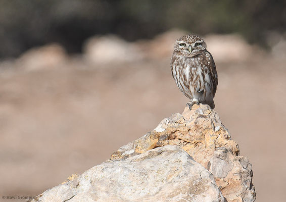 STEINKAUZ, LITTLE OWL, ATHENE NOCTUA