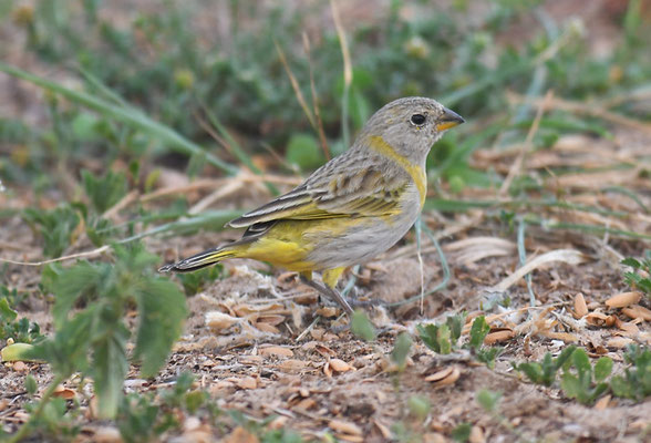 SAFRANAMMER, SAFFRON FINCH, SICALIS FLAVEOLA 
