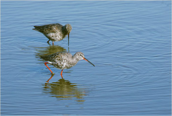 DUNKLER WASSERLÄUFER, SPOTTED REDSHANK, TRINGA ERYTHROPUS