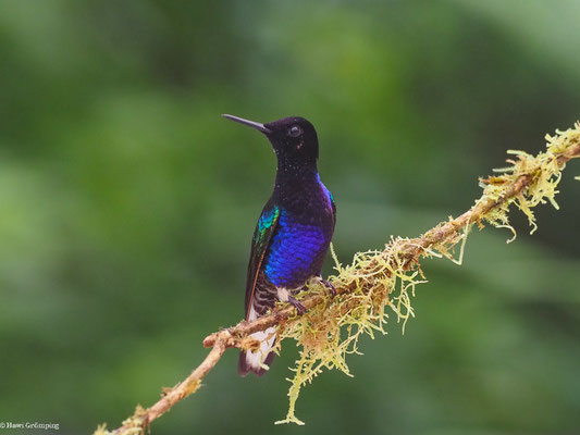 HYAZINTHKOLIBRI, VELVET-PURPLE CORONET - BOISSONNEAUA JARDINI