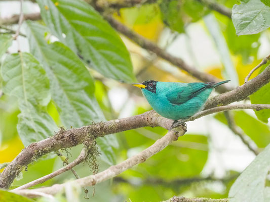 Kappennaschvogel, green honeycreeper - chlorophanes spiza