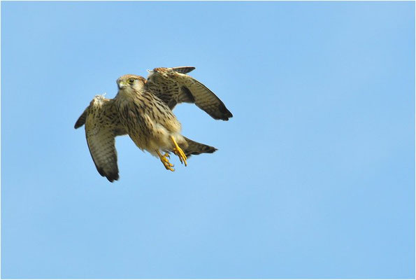 TURMFALKE, KESTREL, FALCO TINNUNCULUS