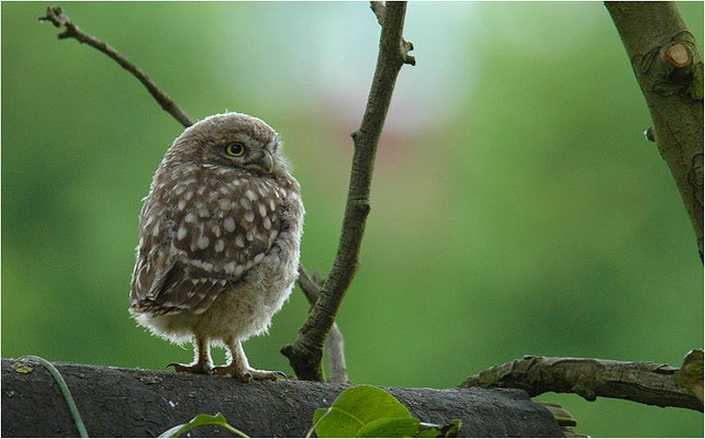 STEINKAUZ, LITTLE OWL , ATHENE NOCTUA