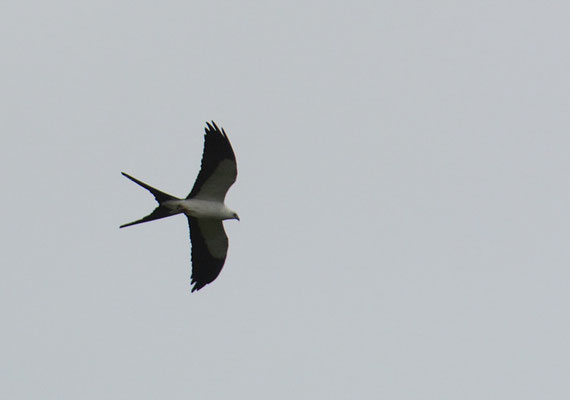 SCHWALBENWEIH, SWALLO-TAILED KITE, ELANOIDES FORFICATUS
