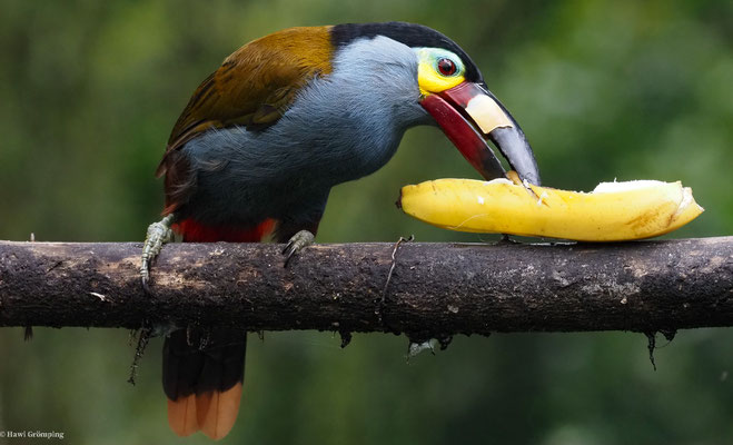 LEISTENSCHNABELTUKAN, PLATE-BILLED MOUNTAIN-TOUCAN - ANDIGENA LAMINIROSTRIS