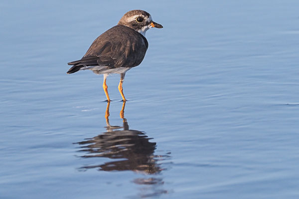 AMERIKANISCHER SANDREGENPFEIFER, SEMIPALMATED PLOVER, CHARADRIUS SEMIPALMATUS 