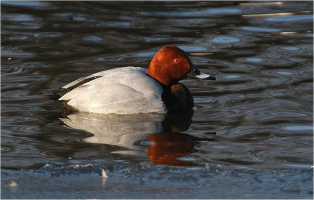 TAFELENTE, POCHARD, AYTHYA  FERINA