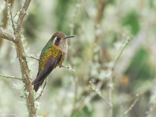 SCHWARZOHRKOLIBRI, SPECKLED HUMMINGBIRD - ADELOMYIA MELANOGENYS