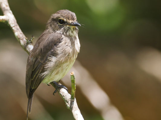 DUNKELSCHNÄPPER, AFRICAN DUSKY FLYCATCHER, MUSCICAPA ADUSTA