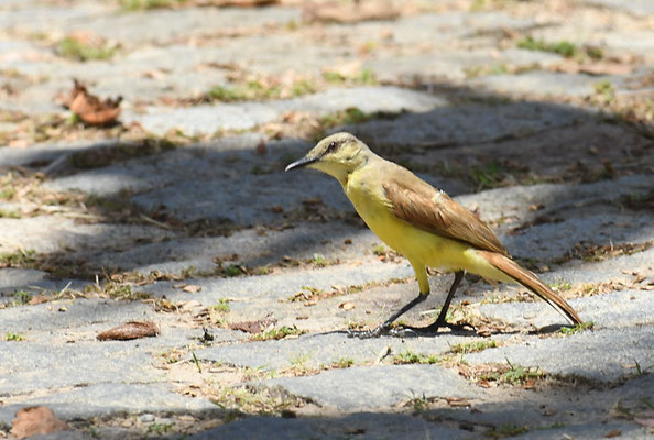 STELZENTYRANN, CATTLE TYRANT, MACHETORNIS RIXOSA