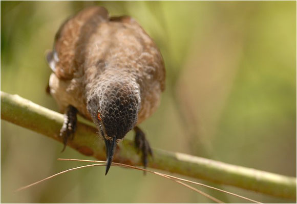 SCHUPPENDROSSLING, BROWN BABBLER, TURDOIDES PLEBEJUS