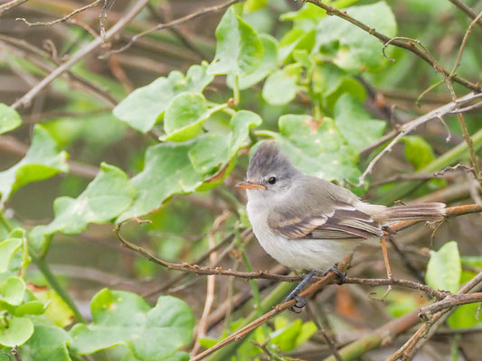 Haubenkleintyrann, Southern Beardless Tyrannulet - camptostoma obsoletum