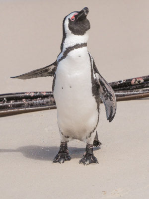 MKappinguin, african penguin, pespheniscus demersus