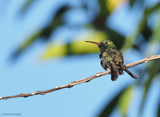 KUBASMARAGDKOLIBRI, CUBAN EMERALD, CHLOROSTILBON RICORDII