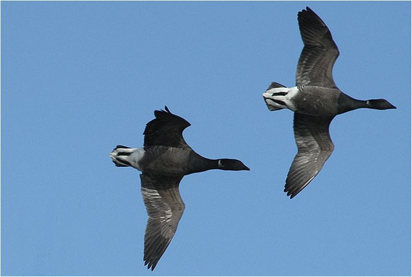 RINGELGANS, BRENT GOOSE, BRANTA BERNICLA