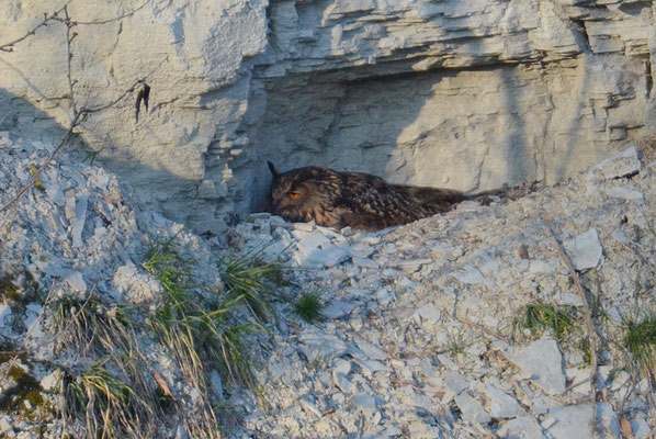UHU, EAGLE OWL, BUBO BUBO