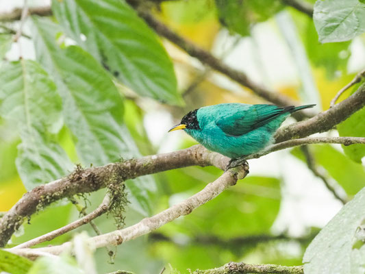 Kappennaschvogel, green honeycreeper - chlorophanes spiza