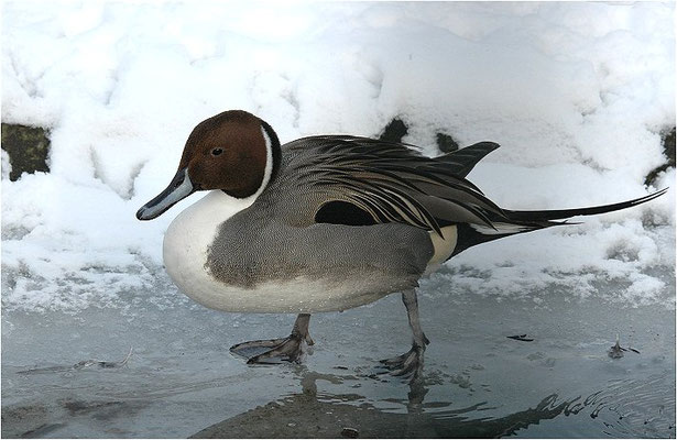 SPIESSENTE, PINTAIL, ANAS ACUTA