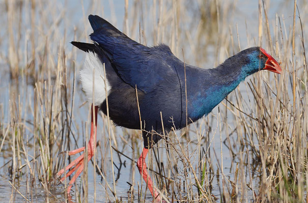 PURPURHUHN, PURPLE SWAMPHEN, PORPHYRIO PORPHYRIO