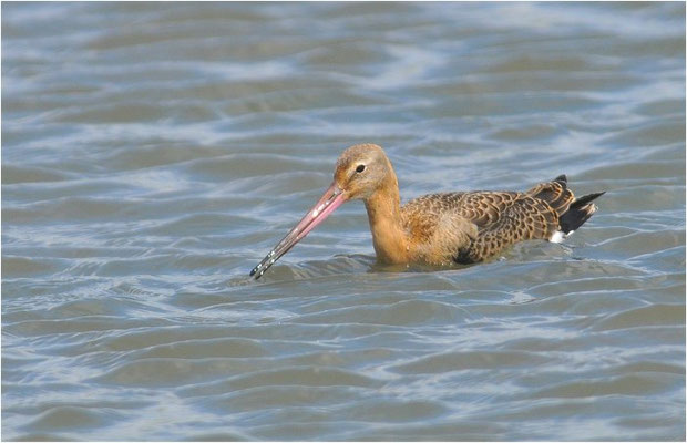 UFERSCHNEPFE, BLACK-TAILED GODWIT, LIMOSA LIMOSA
