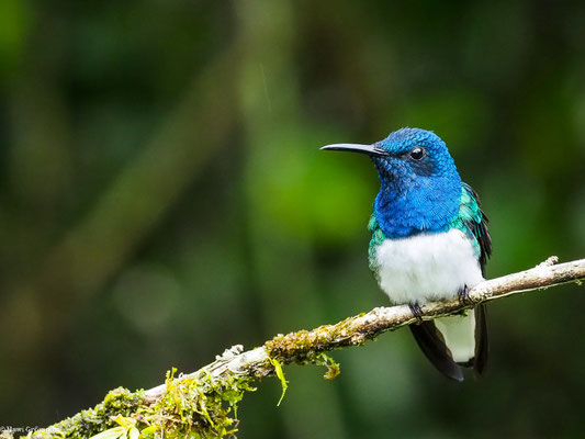 WEISSNACKENKOLIBRI, WHITE-NECKED JACOBIN - FLORISUGA MELLIVORA