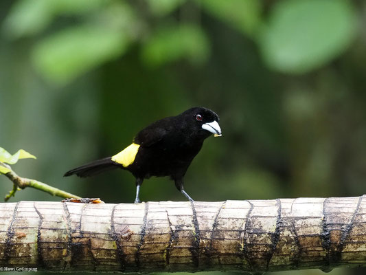 ZITRONENTANGARE, LEMON-RUMPED TANAGER - RAMPHOCELUS ICTERONOTUS