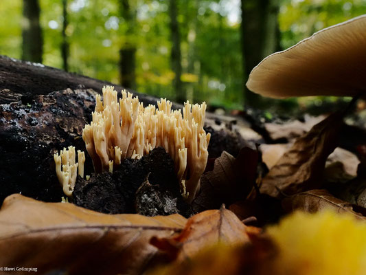 Steife Koralle - Ramaria stricta