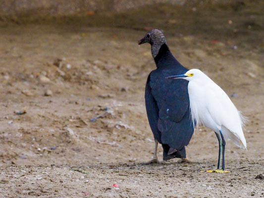 Schmuckreiher, Snowy Egret - Egretta thula