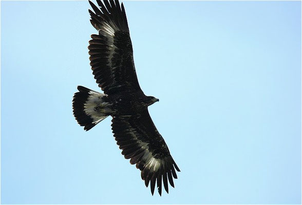 STEINADLER, GOLDEN EAGLE, AQUILA CHRYSAETOS