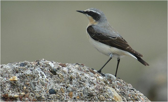 STEINSCHMÄTZER, WHEATEAR, OENANTHE OENANTHE