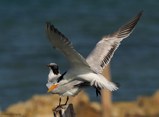 KÖNIGSSEESCHWALBE, ROYAL TERN, STERNA MAXIMA