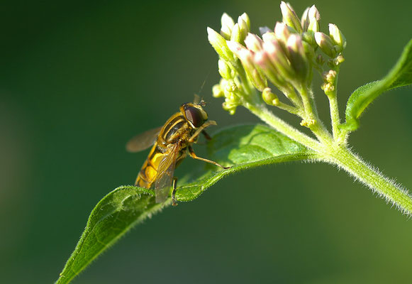 HELLE SUMPFSCHWEBFLIEGE, HELOPHILUS HYBRIDUS