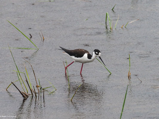 AMERIKANISCHER STELZENLÄUFER, BLACK-NECKED STILT - HIMANTOPUS MEXICANUS