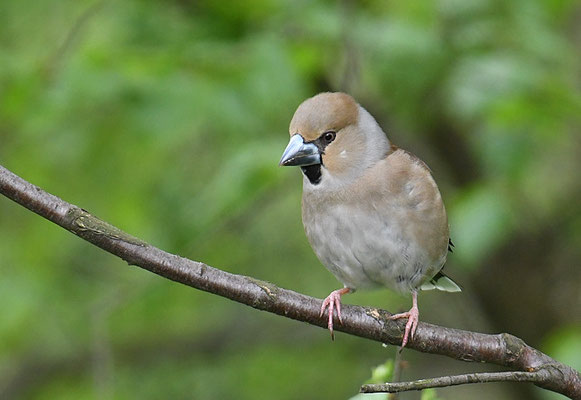 KERNBEISSER, HAWFINCH, COCCOTHRAUSTES  COCCOTHRAUSTES