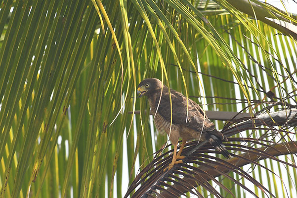 WEGEBUSSARD, ROADSIDE HAWK, BUTEO MAGNIROSTRIS