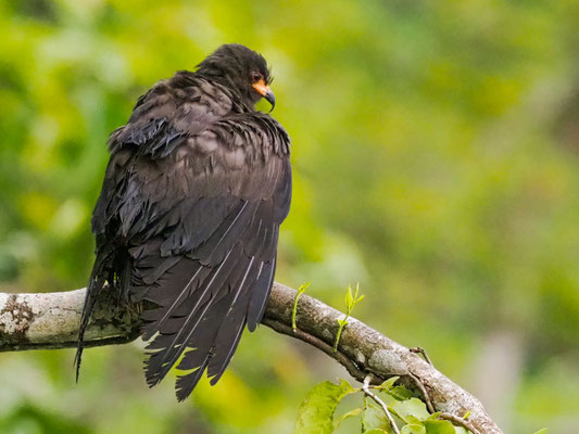 Schneckenweih, Snail Kite - Rostrhamus sociabilis