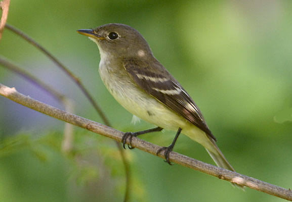 KIEFERNTYRANN, PINE FLYCATCHER, EMPIDONAX AFFINIS