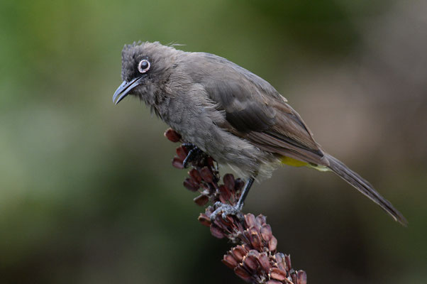 KAPBÜLBÜL, CAPE BULBUL, PYCNONOTUS CAPENSIS