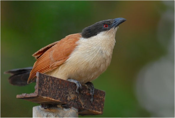 SPORENKUCKUCK, SENEGAL COUCAL, CENTROPUS SENEGALENSIS