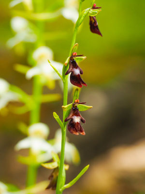 Fliegenragwurz (Ophrys insectifera) mit Grünlicher Waldhyazinthe