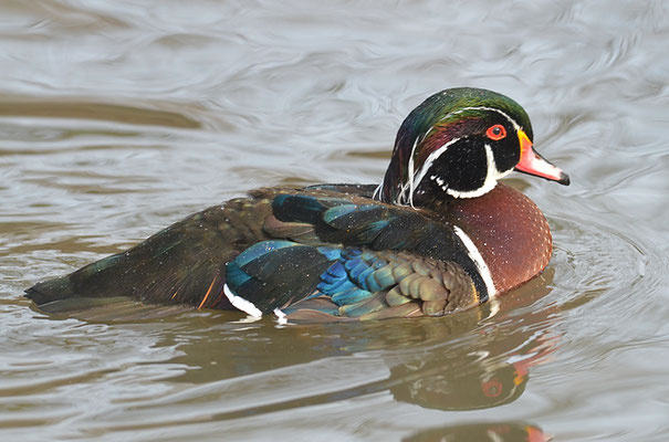 BRAUTENTE, WOOD-DUCK, AIX SPONSA