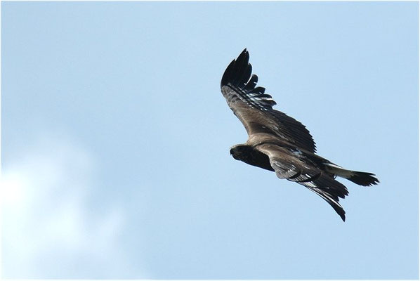 STEINADLER, GOLDEN EAGLE, AQUILA CHRYSAETOS