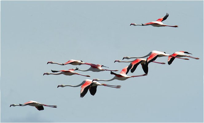 ROSAFLAMINGO, FLAMINGO, PHOENICOPTERUS ROSEUS