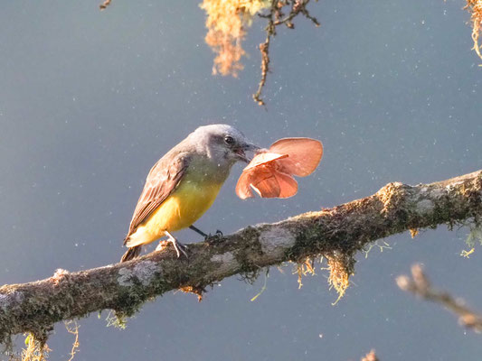 Trauertyrann, Tropical kingbird - Tyrannus melancholicus