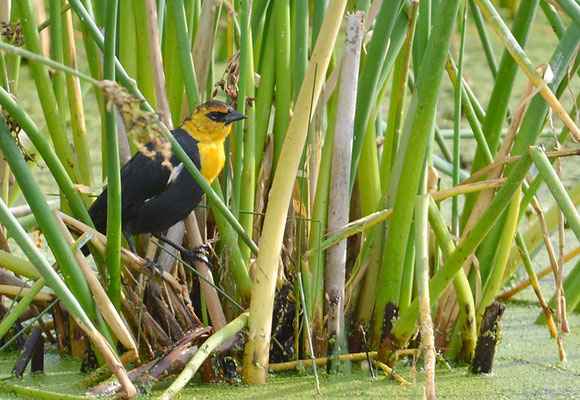 GELBKOPF-SCHWARZSTÄRLING, YELLOW-HEADED BLACKBIRD, XANTHOCEPHALUS XANTHOCEPHALUS