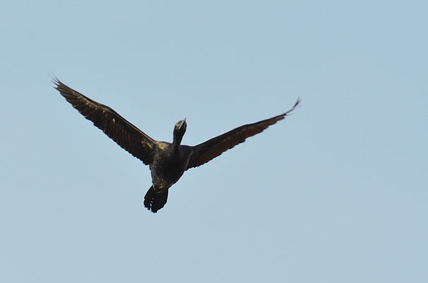 ZWERGSCHARBE, PYGMY CORMORANT, PHALACROCORAX PYGMEUS