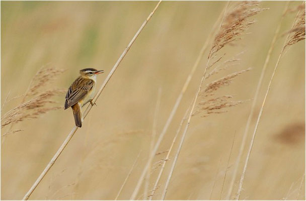 SCHILFROHRSÄNGER, SEDGE WARBLER, ACROCEPHALUS SCHOENOBAENUS